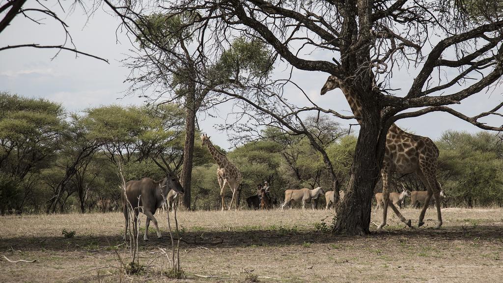 Royal Tree Lodge Maun Buitenkant foto