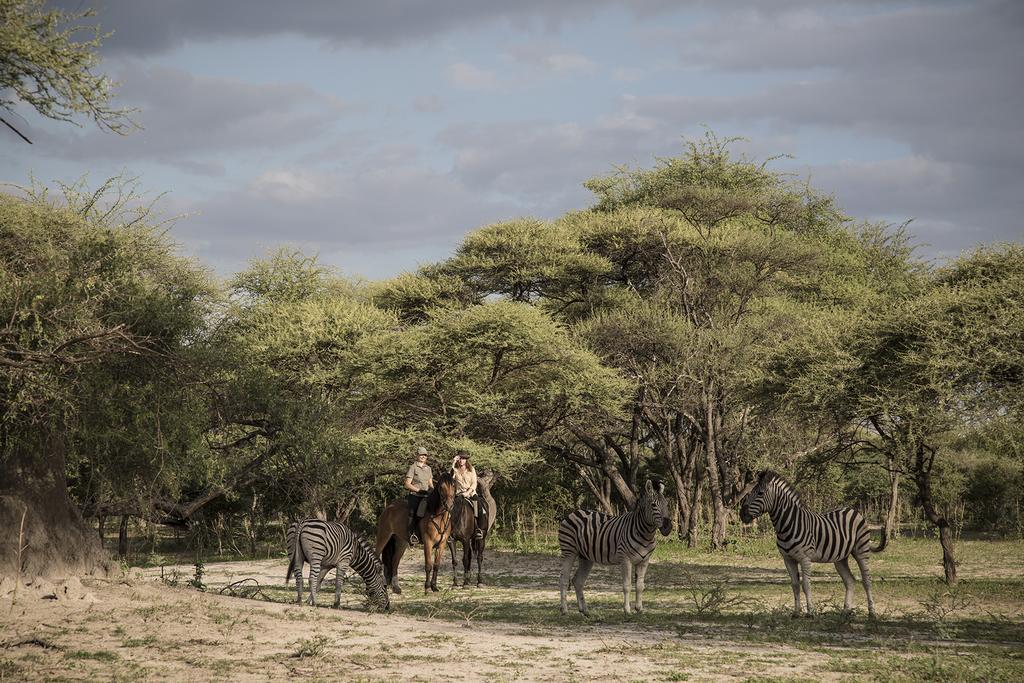 Royal Tree Lodge Maun Buitenkant foto